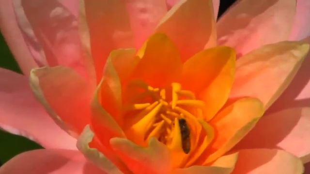 David Liebe Hart "Nature" смотреть онлайн