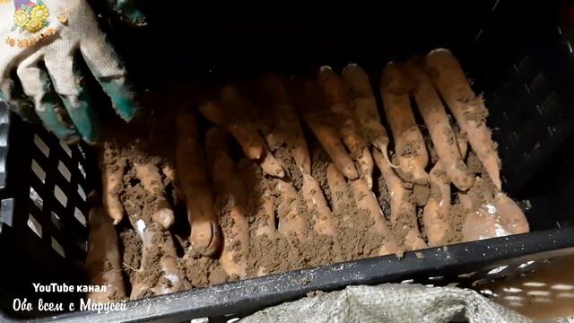 ХРАНЕНИЕ МОРКОВИ БЕЗ ПОТЕРЬ ВСЮ ЗИМУ ДО СЛЕДУЮЩЕГО УРОЖАЯ смотреть онлайн