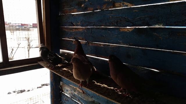 Димкино хозяйство. Голуби 4. Свердловские. смотреть онлайн