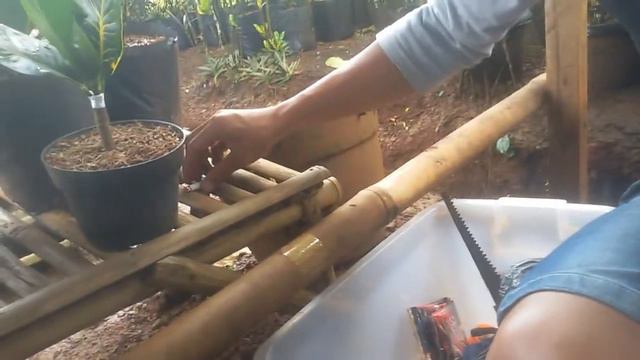Cara perbanyak puring melelui sambung pucuk ( Okulasi ) смотреть онлайн