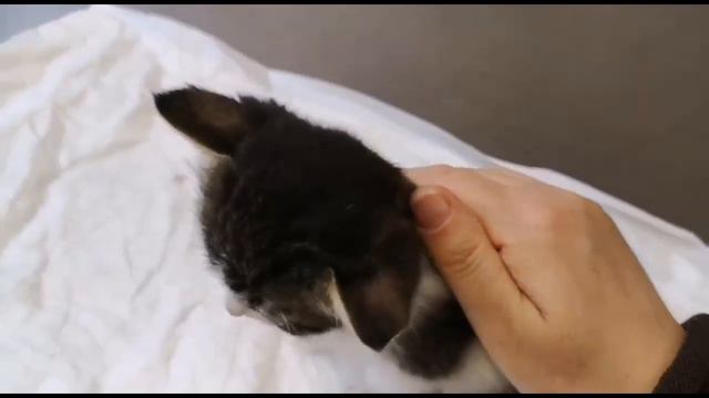 Дарим счастье в дом! Приходите, мы и для Вас найдём! смотреть онлайн