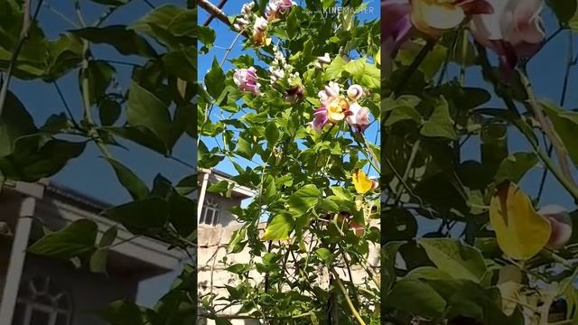 Vigna Caracalla.Цветение Вигна Каракаллы. смотреть онлайн