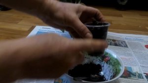 Колерия. Укоренение. Очень легкий способ