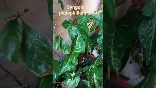 Syngonium podophyllum Schott green form #aroid #houseplants #syngonium #arrowhead vine смотреть онлайн