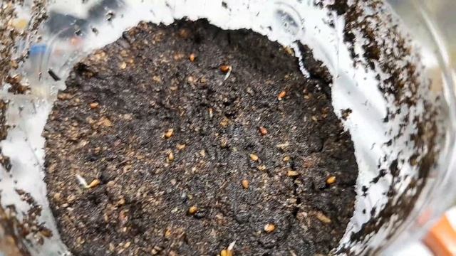 Пузыреплодник из семян.Кустарник для живой изгороди смотреть онлайн