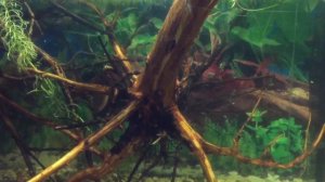 Как найти коряги для аквариума в лесу