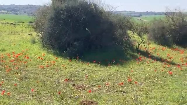 Анемоны, как наши маки!!!! Целое поле цветов!!!!