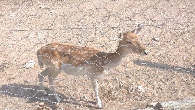 Зоопарк Фригия Тунис, Zoo Phrygia Tunisia смотреть онлайн