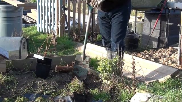 52. Sean's Allotment Garden 42: January - Planting amelanchier смотреть онлайн