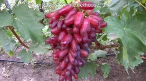 Средне-поздние сорта винограда 2019. Маникюр фингер