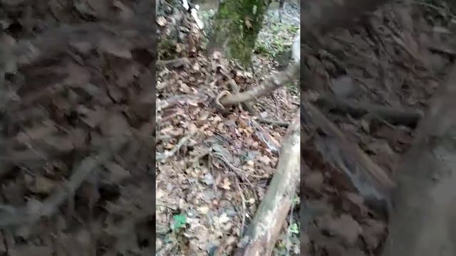 Размножение деревьев в природе. Шок контент!!!!!!!!!!!!!!!! смотреть онлайн