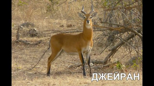 «По страницам Красной книги» - эко путешествие смотреть онлайн