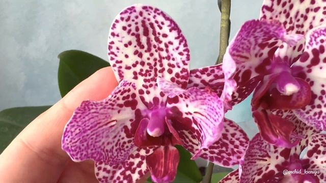 Phal. Aleksandra 8 | Яркая голландская крупноцветковая бабочка, сестричка фаленопсиса Клеопатра смотреть онлайн