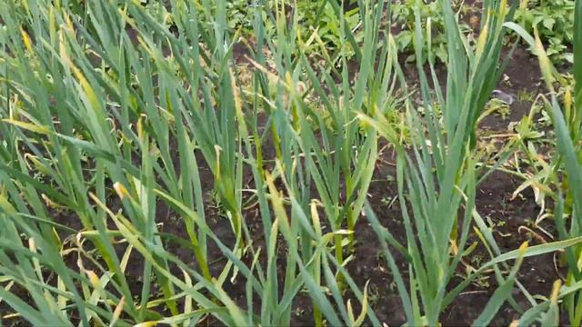 Обзор огорода на 07.07.19. Сургут смотреть онлайн