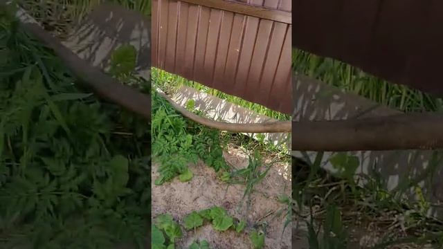 Обслуживание биодевайс смотреть онлайн