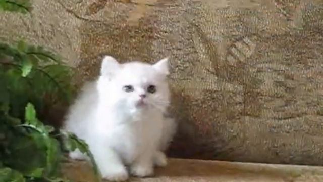 httpelitcats.com - питомник британских шиншилл смотреть онлайн