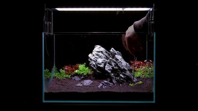 Planted Aquarium Setup With Aquario Neo смотреть онлайн