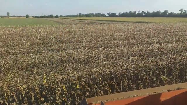 Рекордний соняшник 2023??? PIONEER робить речі? Гібрид P63LL156???