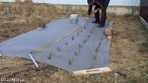 Посадка черенков ивы в апреле. Американка гигантская