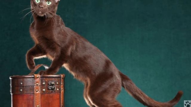 Алфавит в 4 лапы/Г: Гавана браун или Шоколадные Сиамы/История породы/ характер/отличительные черты/ смотреть онлайн