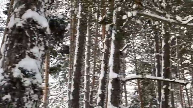 Зимний лес в Приэльбрусье