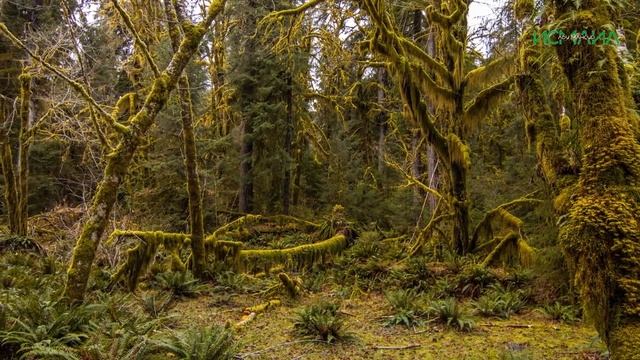 В каких случаях женщина может требовать развод - Исмаил Абу Мансур смотреть онлайн