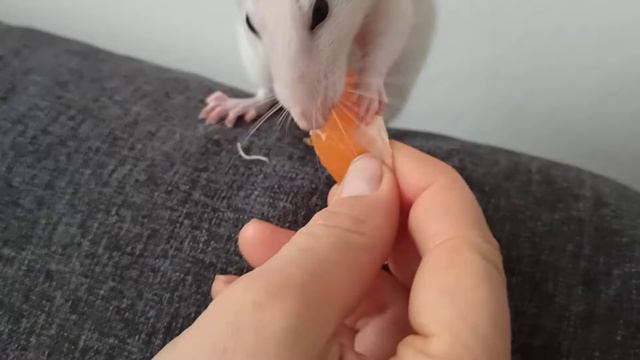 Мандарины. Mandarine. смотреть онлайн