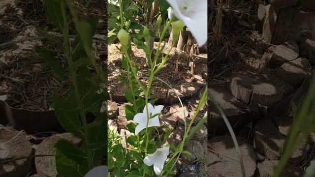 платикодон #многолетникбелыецветы смотреть онлайн