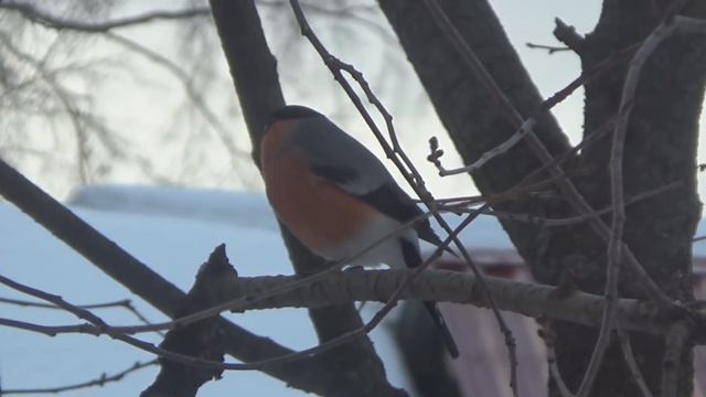 Зимующие птицы Москвы и Подмосковья. Какие птицы прилетают в мою кормушку. Названия и описания птиц смотреть онлайн