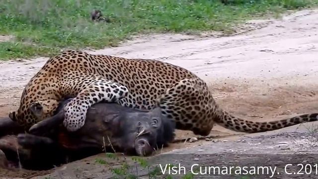 Леопард на охоте смотреть онлайн