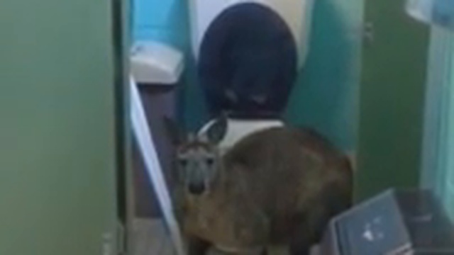 Кенгуру в туалете жуёт бумагу смотреть онлайн