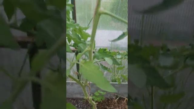 Томат Черная груша от #русскийогород #томаты #огородники #огород смотреть онлайн