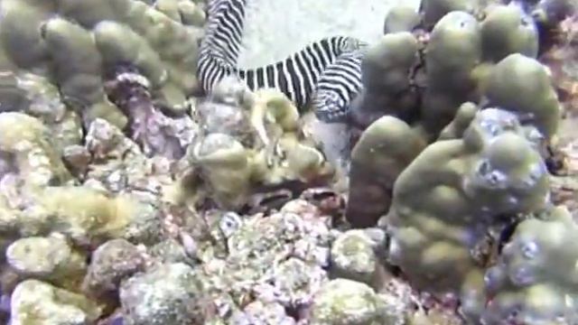 Начало пути в дайвинге! (My start as a diver). смотреть онлайн