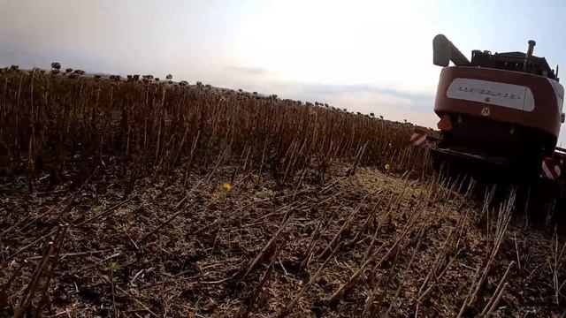 Уборка подсолнечника 2021. Будни тракториста. засуха 2021. убираем раньше срока на 3-4 недели. смотреть онлайн