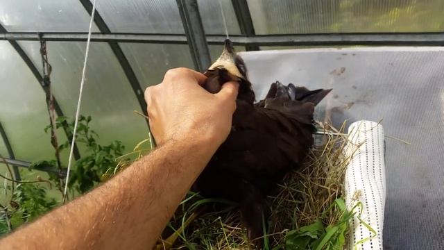 Коршун любит ласку.