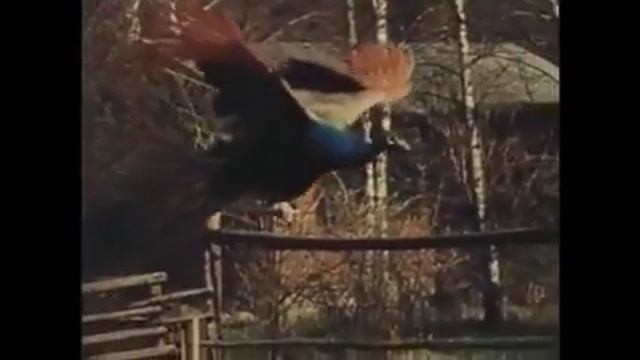 Полет жар-птицы смотреть онлайн