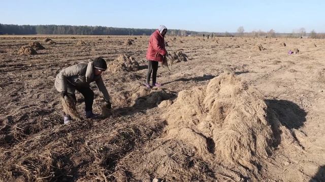 Как добывают корень валерианы смотреть онлайн