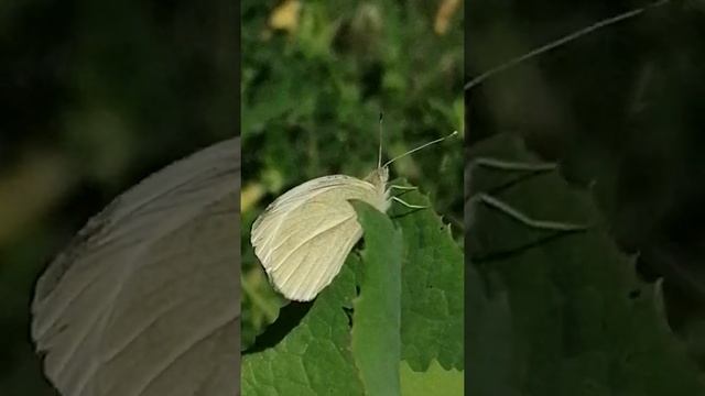 Large White (Pieris brassicae) смотреть онлайн