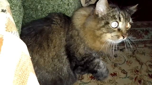 Кот Марс. Вопли и шипучка. Покой нам только снится. Стратегия боя. смотреть онлайн
