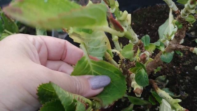 Обязательно удалите листву с гортензий, перед тем как отправить их на зимовку в погреб. смотреть онлайн