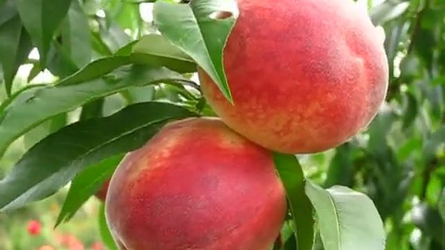 Персик Коллинс (Collins).