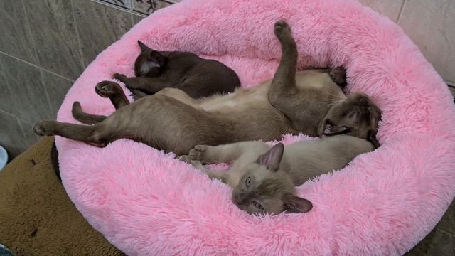 Котята европейской бурмы смотреть онлайн