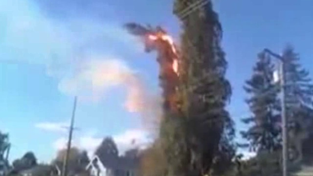 Дерево сожгло себя смотреть онлайн