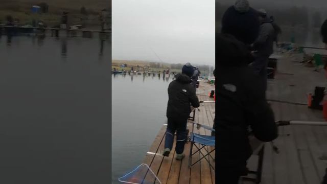 Рыбалка на форель. Ловля форели на спининг. Платная рыбалка в Подмосковье / Рыбалка Савельево смотреть онлайн