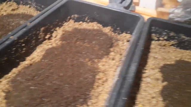 Заселение малька личинки в основной корм смотреть онлайн