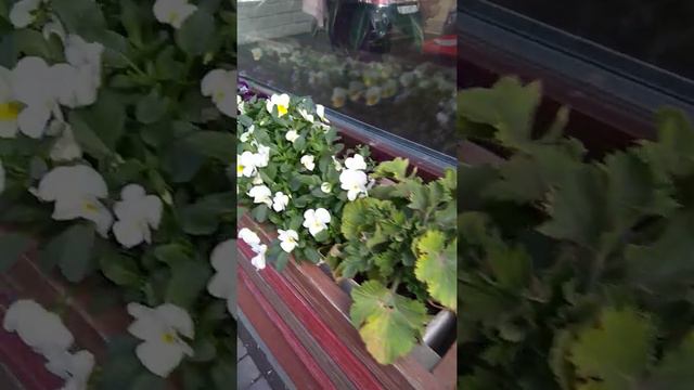 Герань Гуляем по Ваське 5 06 смотреть онлайн