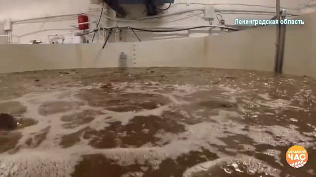 Выращивание кармута (клариевого сома) на кормах "Агро-Матик" смотреть онлайн