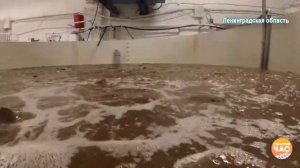 Выращивание кармута (клариевого сома) на кормах "Агро-Матик"