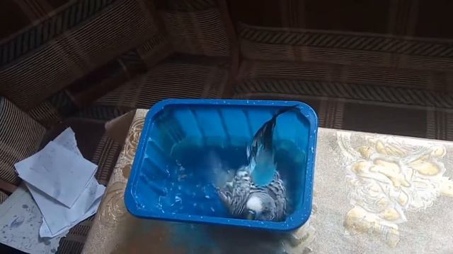 Попугай купается. Купание попугая Кеши смотреть онлайн