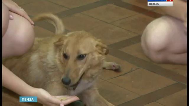 Волонтеры выйдут на улицы Пензы для поиска заботливых хозяев питомцам смотреть онлайн